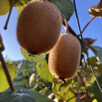 キウイも終わりが近づいてきました🥝🙌...