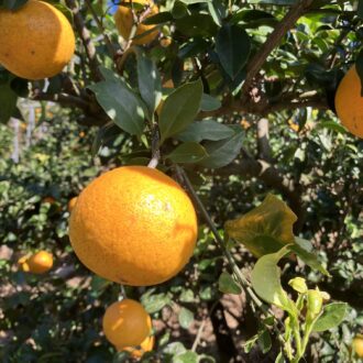 無事完売🙌🍊...