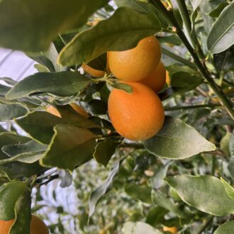 金柑も色付いて来ていますね✨...