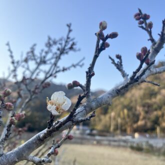 春の訪れは自然が教えてくれる🌸...