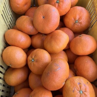 甘平ちゃんの販売開始致しました🍊✨...