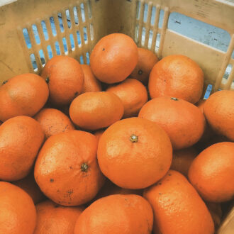 今週のマルシェで販売🍊✨