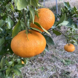 間も無く販売開始致します🍊✨...