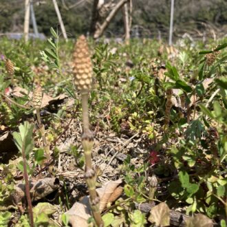 土筆も顔を出し始めました✨...