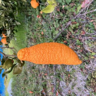 僕のこと覚えていますか🍊...