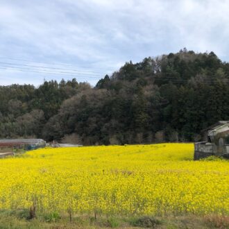 菜の花が満開✨...