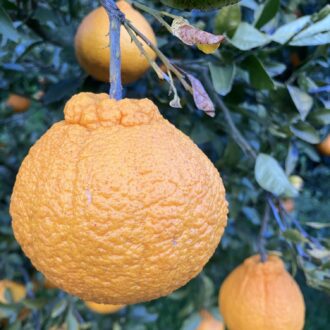 不知火来週あたりから収穫スタート🧑🌾🍊...