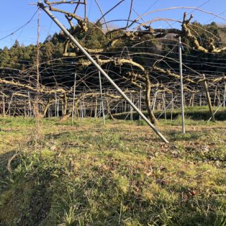 キウイの剪定枝片付けもあと少し🥝✨...