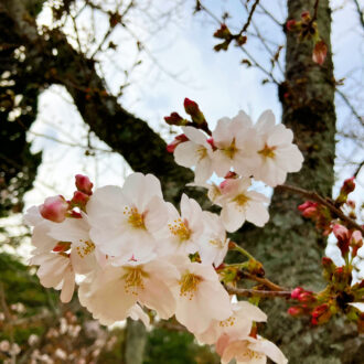 桜の開花宣言🌸...