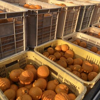 終わりが見えてきました🍊🧑🌾...