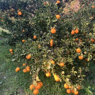 収穫始めましたー🍊🧑🌾...